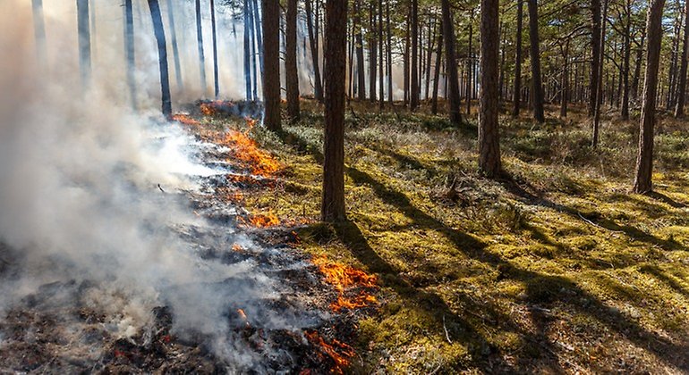 Gotska Sandöns andra naturvårdsbränning planeras under försommaren