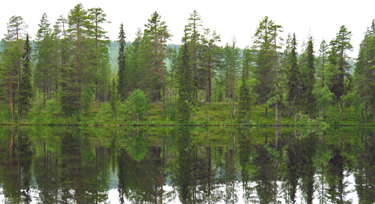 En stilla sjö där omgivande barrskog speglas i vattnet.