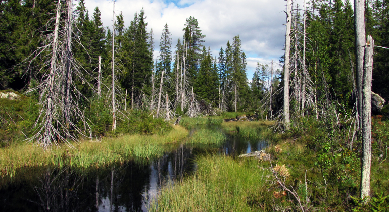Havsjöskogen. Foto Dick Östberg. Vattendrag omgivet av skog. På kanterna av vattendraget ses döda träd.