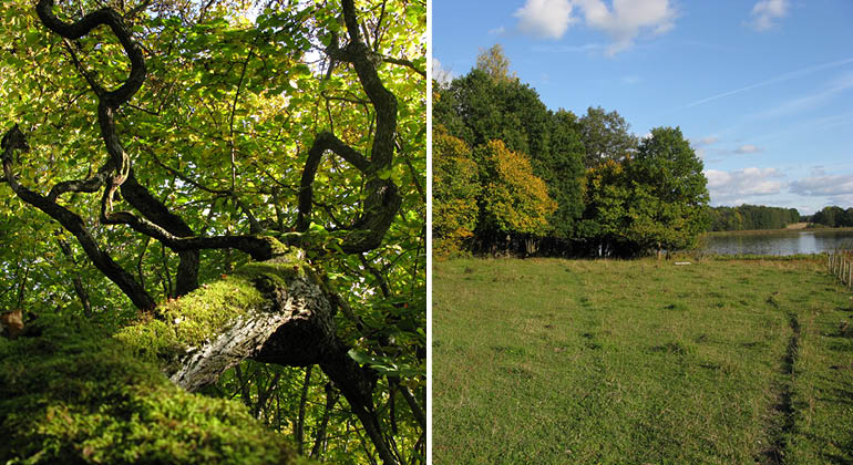 Träd och utsikt mot Mälaren i naturreservatet Nybylund