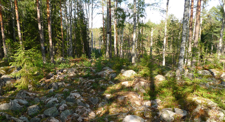 Sjugarnas naturreservat genomkorsas av järnvägen. Foto: Länsstyrelsen Gävleborg