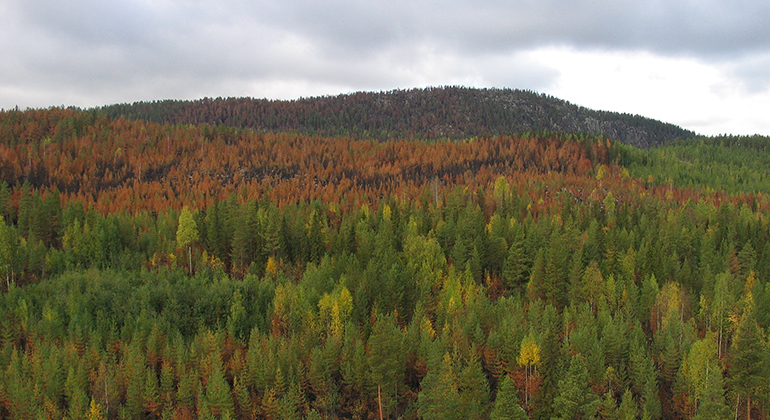 Utsikt över barrskog där delar av skogen är bränd