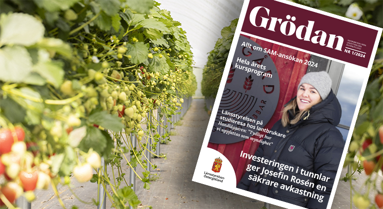 Bildmontage som visar jordgubbsodlingar, samt Grödans förstasida. 