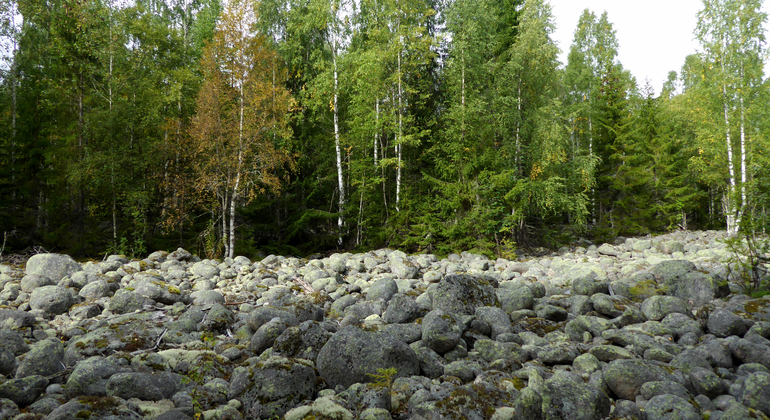 ett fält med stenar och skog i bakgrunden
