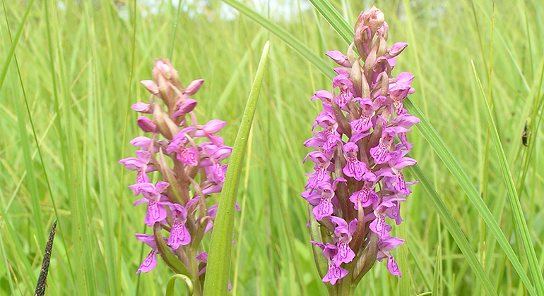 Fotografi på orkidén Ängsnycklar.
