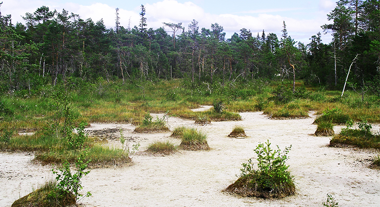 Bild på miljö från Acksjön
