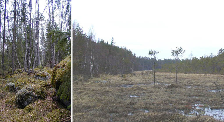 Kärr och blockig terräng i naturreservatet Stigsbo rödmosse