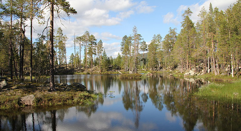 En liten sjö omgiven av gammelskog