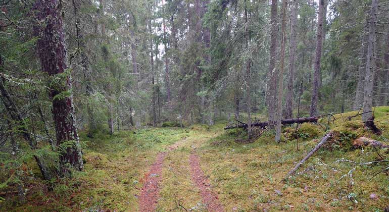 Mjuk skogsväg genom granskog i Lövdalsskogens naturreservat. Foto: Naturföretaget