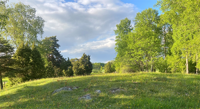 Bild på en mjuk kulle i hagmark om försommaren. Marken är täkt av kort ljustgrönt gräs fullt med gula smörblommor. I bakgrunden ramas hagen in av lövträd i skir sommarskrud.