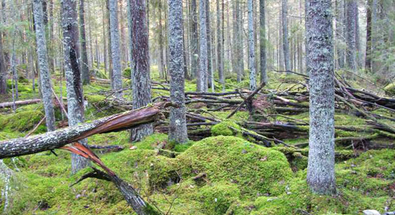 Skog med mycket döda träd som ligger huller om buller på den gröna mossiga marken.