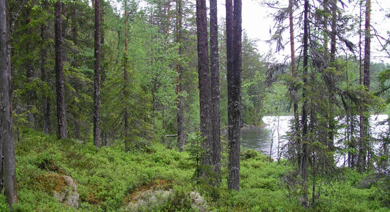 Granskog vid sjö.