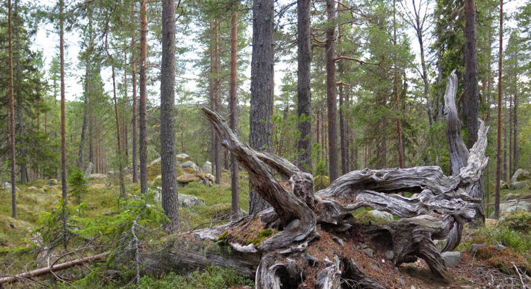 Tallskog i Bågtjärnsskogen.