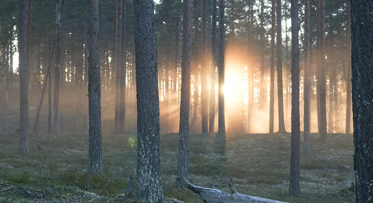 Solnedgång som lyser in mellan träden i skogen.
