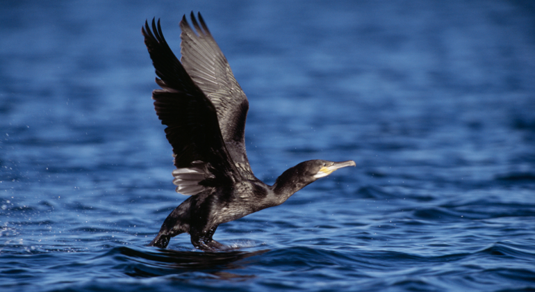 Fotografi på en skarv som flyger nära vattenytan