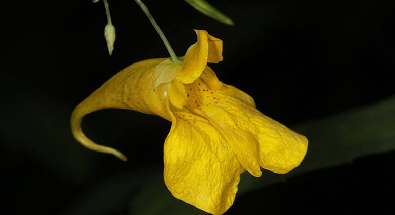 Gul blomma som tar upp stora delar av bilden, mörk bakgrund.