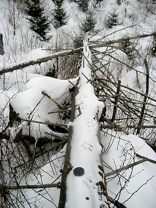 Lodjursspår på fallen trädstam. Foto: Marcus Elfström.