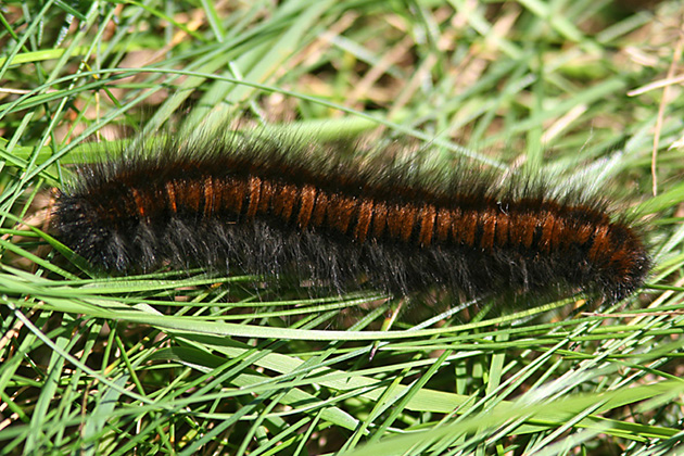 Närbild av en rödbrun larv täckt av svarta borst som kryper i gräset.