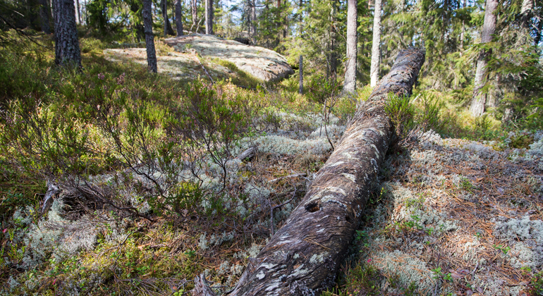 Solbelyst gammal låga som ligger på lavbeklädd mark. Runt om ser man en gles skog med gran och tall. På marken finns ljung och lavar. Foto Anders Tedeholm.