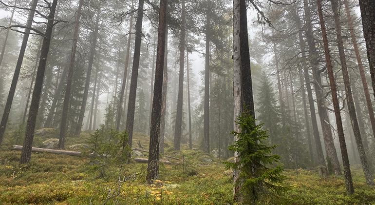 Höga tallar sträcker sig mot himlen i dimman i skogen.