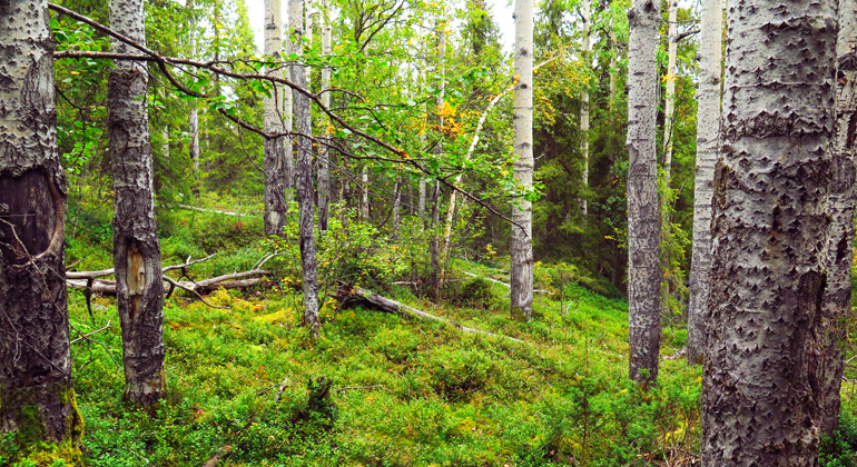 Bild på frodig skog med aspstammar i förgrunden.