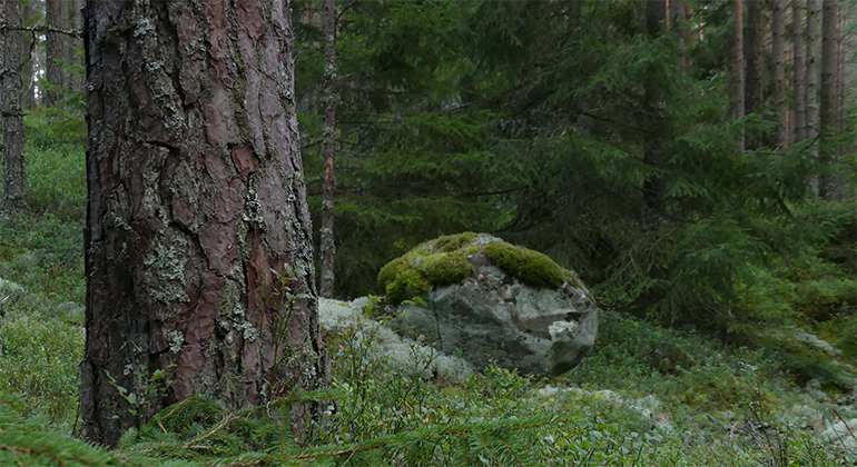 Nedre delen av stammen på en grov tall. I bakgrunden finns ett block, bärris och andra träd.