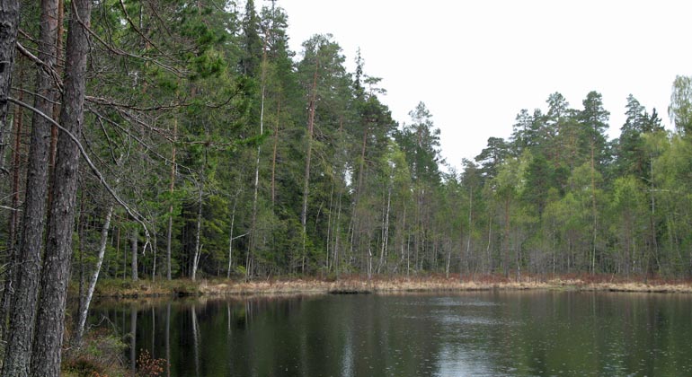 Surtjärns lugna vattenyta bland gammal storvuxen tallskog. Foto: Länsstyrelsen Gävleborg
