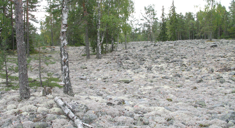 Ett fält med runda stenar med grå mossa på och ett fåtal träd som växter där.