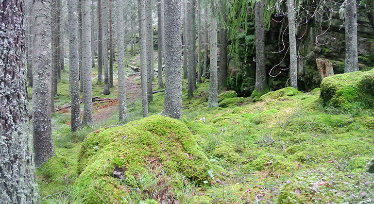 Gran- och barrskog, slänt. Foto: Katarina Östlund