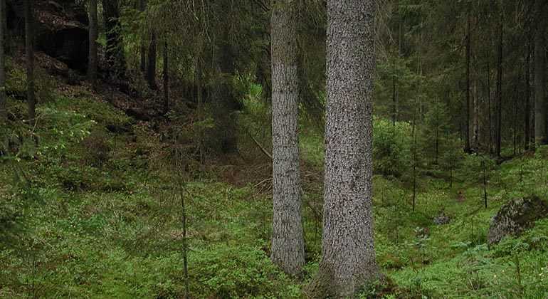 Inne i skogen är mossan grön och det finns både unga träd och äldre höga.