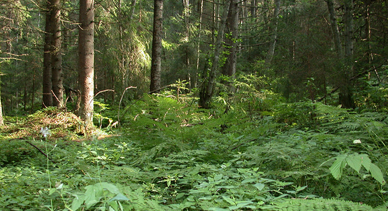 Marken i skogen är täckt av höga gröna växter.