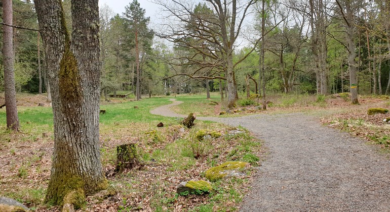 En grusväg som kantas av stora träd leder ner till öppen gräsyta