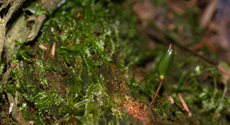 Närbild på trädstam med ett exemplar av den ovanliga arten grön sköldmossa.