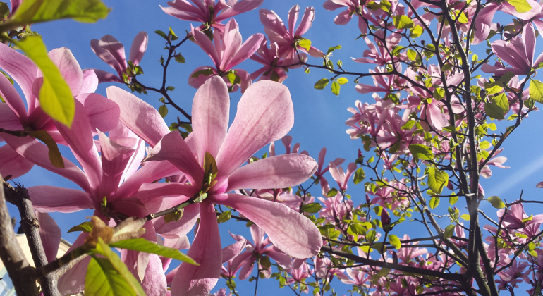 Blommande magnolia.