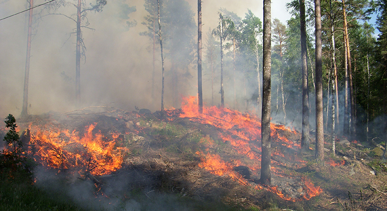 Naturvårdsbränning i Smedjevik