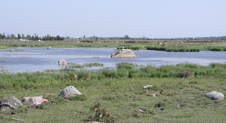 Den fågelrika våtmarken i Stormaren