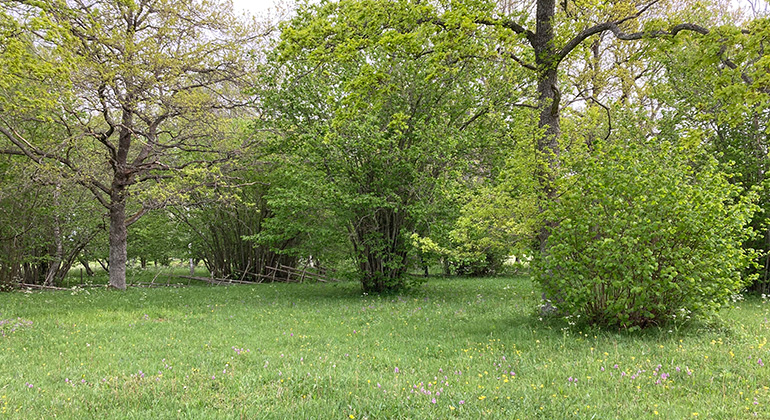 Gräsmark med hasselbuskar och träd i Mullvalds änge.
