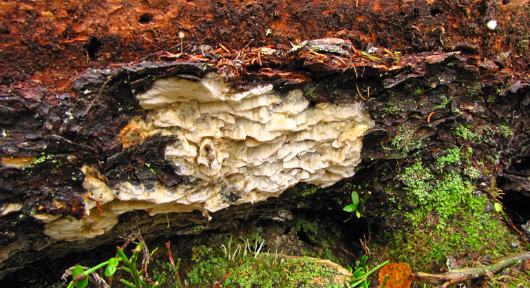 Vedsvampen ostticka växer på undersidan av gamla träd som ligger på marken.