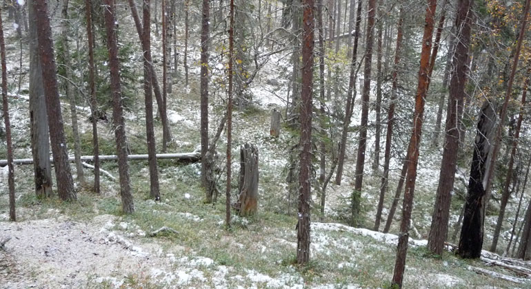 En gles tallskog i en brant där lite snö har börjat falla.