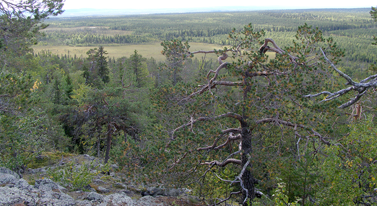 Utsikt från hällmarker över skogslandskap