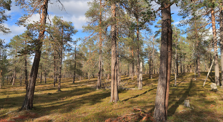 Bilden visar en gles tallskog där många av tallarna bär ärr som ser ut som långa veck i stammen efter skogsbranden. Foto: Länsstyrelsen Norrbotten