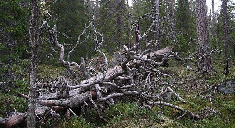 Bild på liggande dött träd