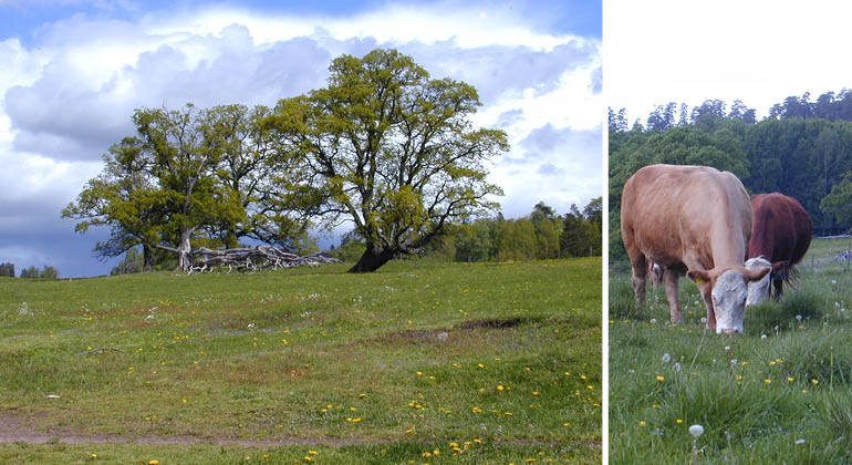 Ekhage och kor i naturreservatet Kungshamn-Morga