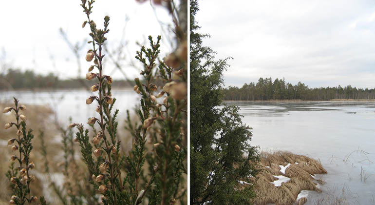 Sjö och ljung i naturreservatet Långhällsmossen