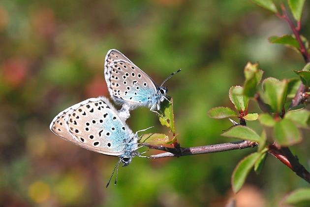 Närbild av två beige- och blåfärgade fjärilar med svarta prickar.