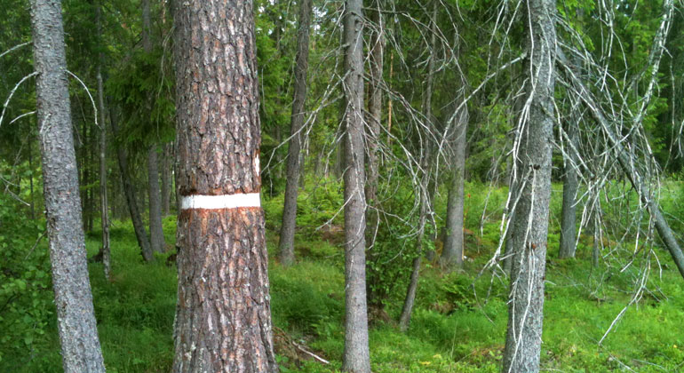 Skog med ett träd märkt med naturreservatgränsen