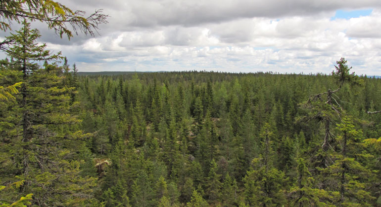 Utsikt från en höjd över ett skogslandskap
