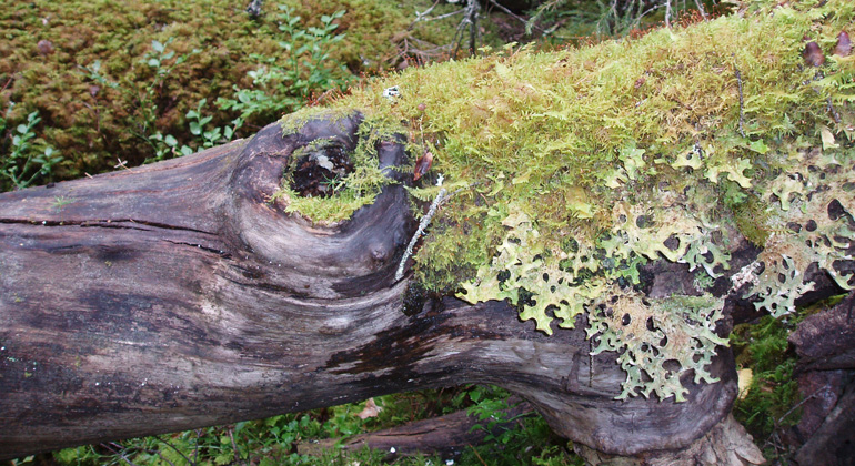 Mossa och lav på fallen trädstam. Foto: Länsstyrelsen Gävleborg