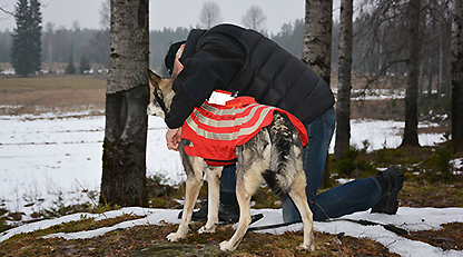 Hund som bär skyddsväst, så kallad elväst.