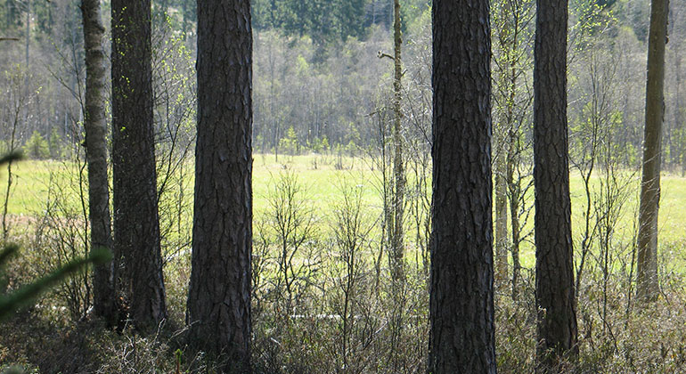 Några trädstammar i förgrunden och bakom dem syns en grönskande våtmark.